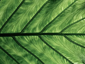 leaves texture (ID:ffabg62729)