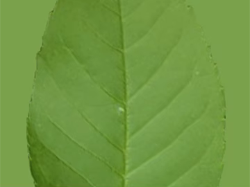 leaves texture (ID:ffagg71742)