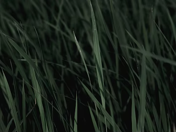 Plants texture (ID:ffabg11799)