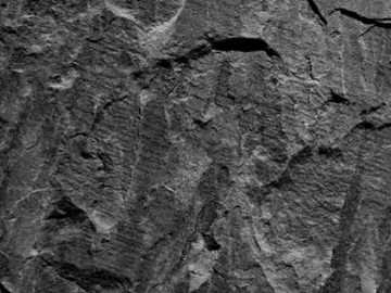 Black and White Bump texture (ID:ffagg66491)