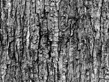 Bump Black and White Map texture (ID:ffaef8048)