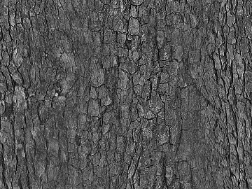 bark texture (ID:ffach260736)