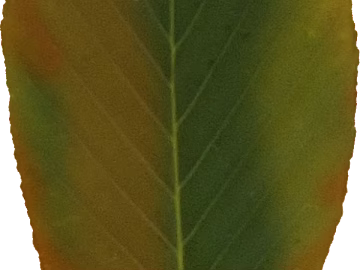 leaves texture (ID:ffacg82816)