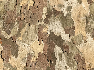 bark texture (ID:ffacg05635)