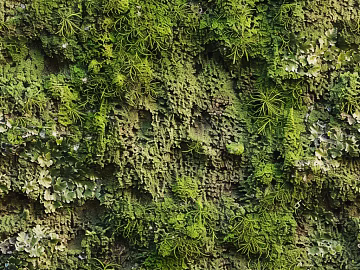 moss texture (ID:ffach084865)