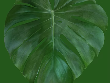 Bamboo Tortoise texture (ID:ffajg93278)