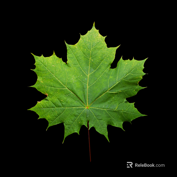 leaves texture