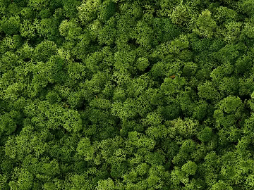 Green moss wall decoration planting material texture (ID:ffaeh088932)