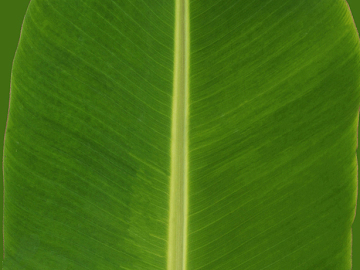 leaves texture (ID:ffabg02886)