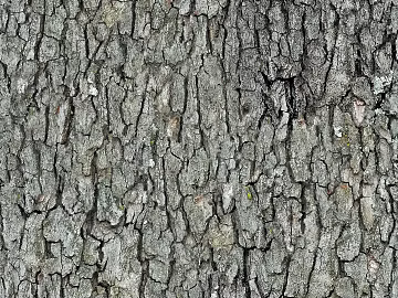 gray old bark texture (ID:ffach059861)