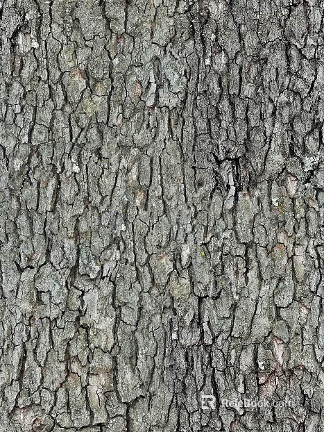 gray old bark texture texture