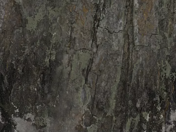 bark texture (ID:ffajg73947)