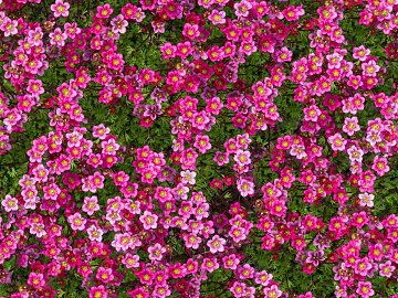 Flowers texture (ID:ffach773216)