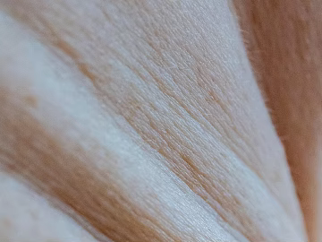 Skin texture (ID:ffagg20953)