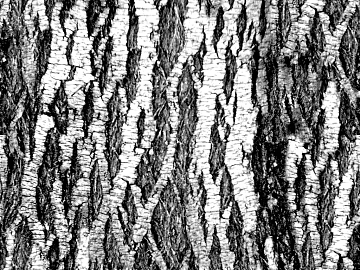 bark 3d model