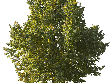 Trees Autumn Trees Big Trees Small Trees Commercial Trees Roadside Trees Community Greening texture (ID:ffach817043)