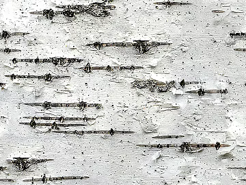bark texture (ID:ffaag39387)