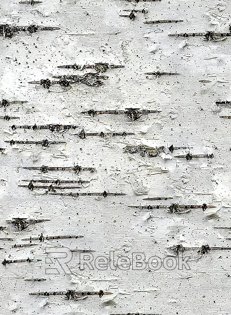 bark texture