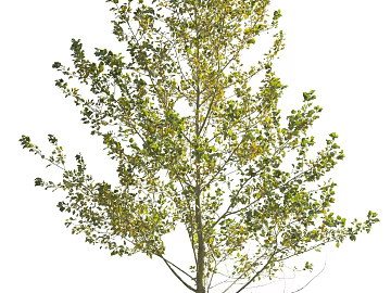 Trees Autumn Trees Big Trees Small Trees Commercial Trees Roadside Trees Community Greening texture (ID:ffach904443)