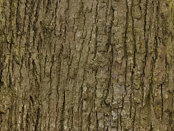 ancient tree bark 3d model