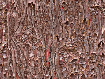 bark texture (ID:ffaff0962)
