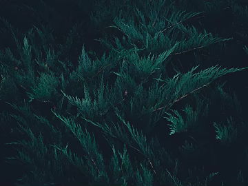 leaves texture (ID:ffagg04945)