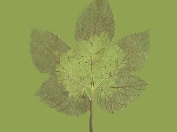 leaves texture (ID:ffajf6428)