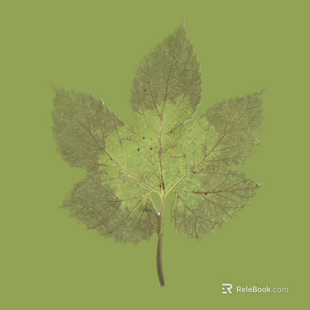 leaves texture