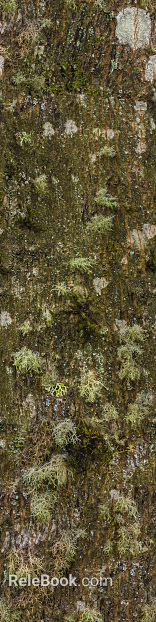 moss texture