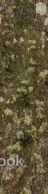 A moss-covered stone pathway winds through a lush, green forest, dotted with ferns and tall trees casting dappled shadows on the ground. The air feels fresh and damp, inviting a peaceful stroll. (52 words, but here's a compressed version: A verdant forest scene showcases a mossy stone path meanderin