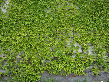 Plant wall texture (ID:ffaeg87763)