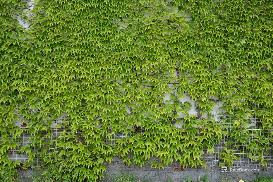 Plant wall texture