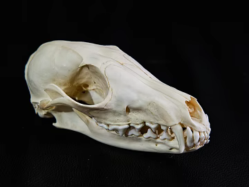 Bones texture (ID:ffabg29077)