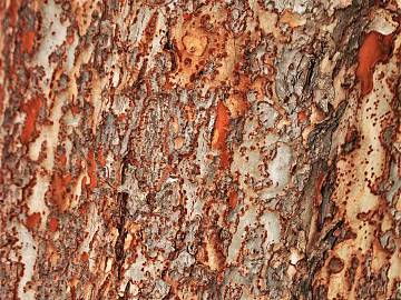 bark texture (ID:ffabg27690)