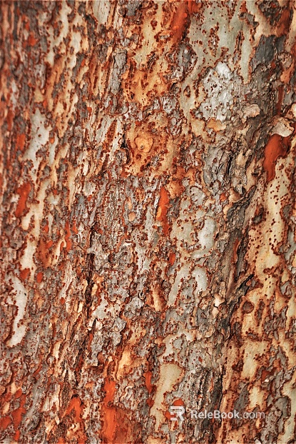 bark texture