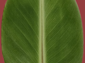 Green plant leaves decorative material texture (ID:ffaeh389296)