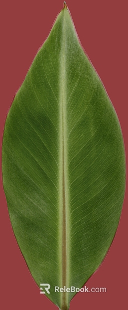 Green plant leaves decorative material texture
