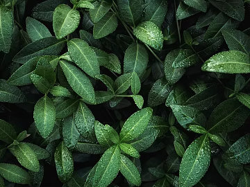 Plants texture (ID:ffagg87555)