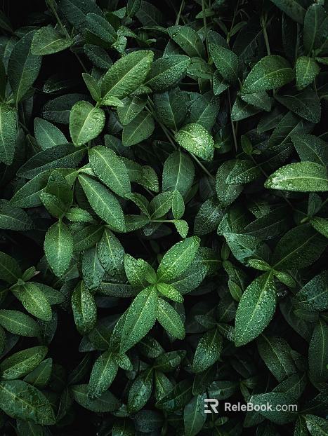 Plants texture
