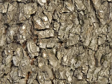 bark texture (ID:ffadf1404)
