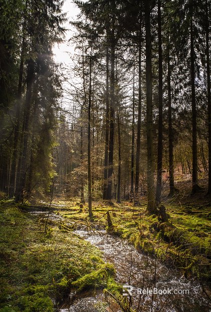 Nature Forest River texture