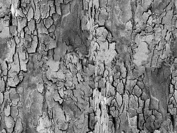bark texture (ID:ffabg93267)
