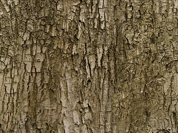 Bark Map texture (ID:ffhbe935)