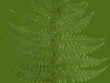 leaves 3d model