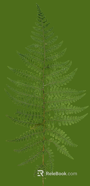 leaves texture