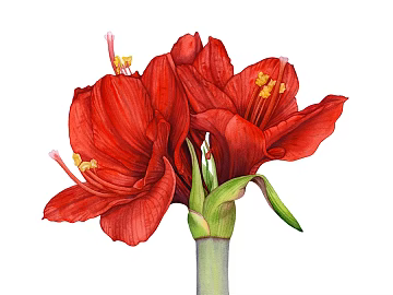 Flower Painting Hanging Painting Decorative Painting Plant Painting texture (ID:ffach547220)