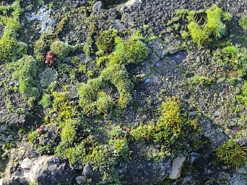 moss texture (ID:ffabg22338)