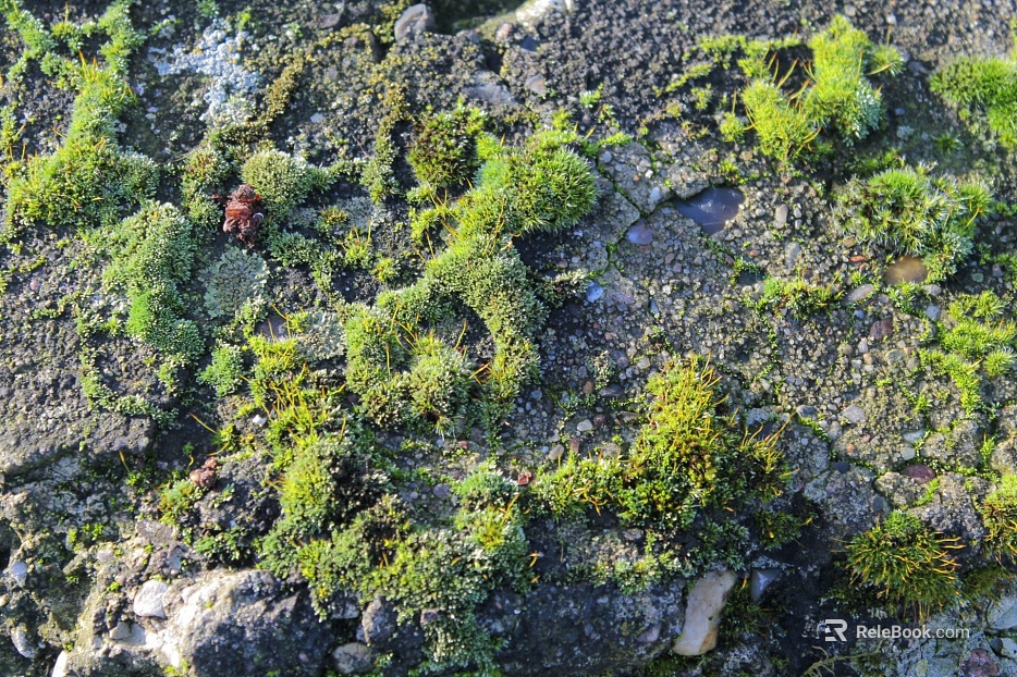 moss texture