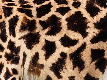 animal skin texture (ID:ffabg73250)