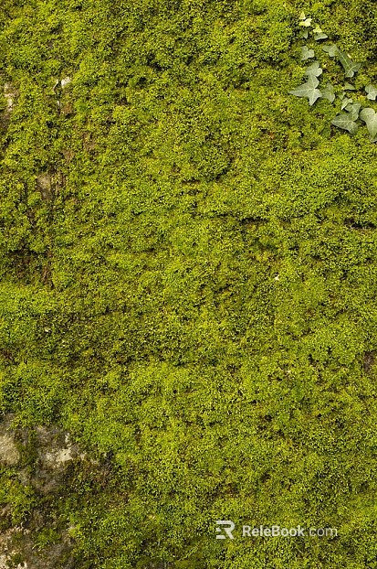 moss texture